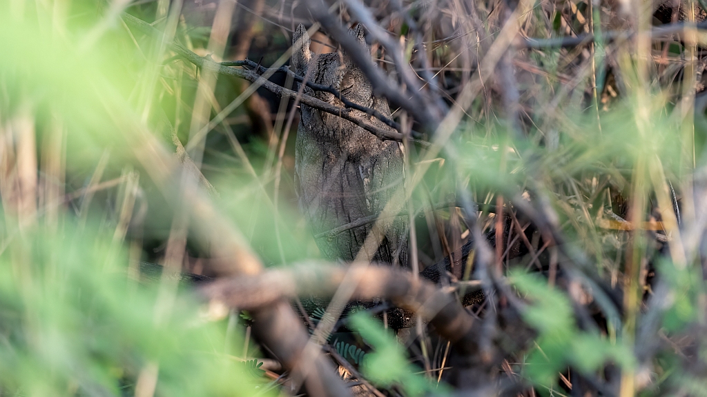 Pallid Scops Owl